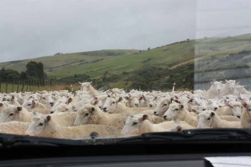 Nieuw-Zeeland 2011 - 1895